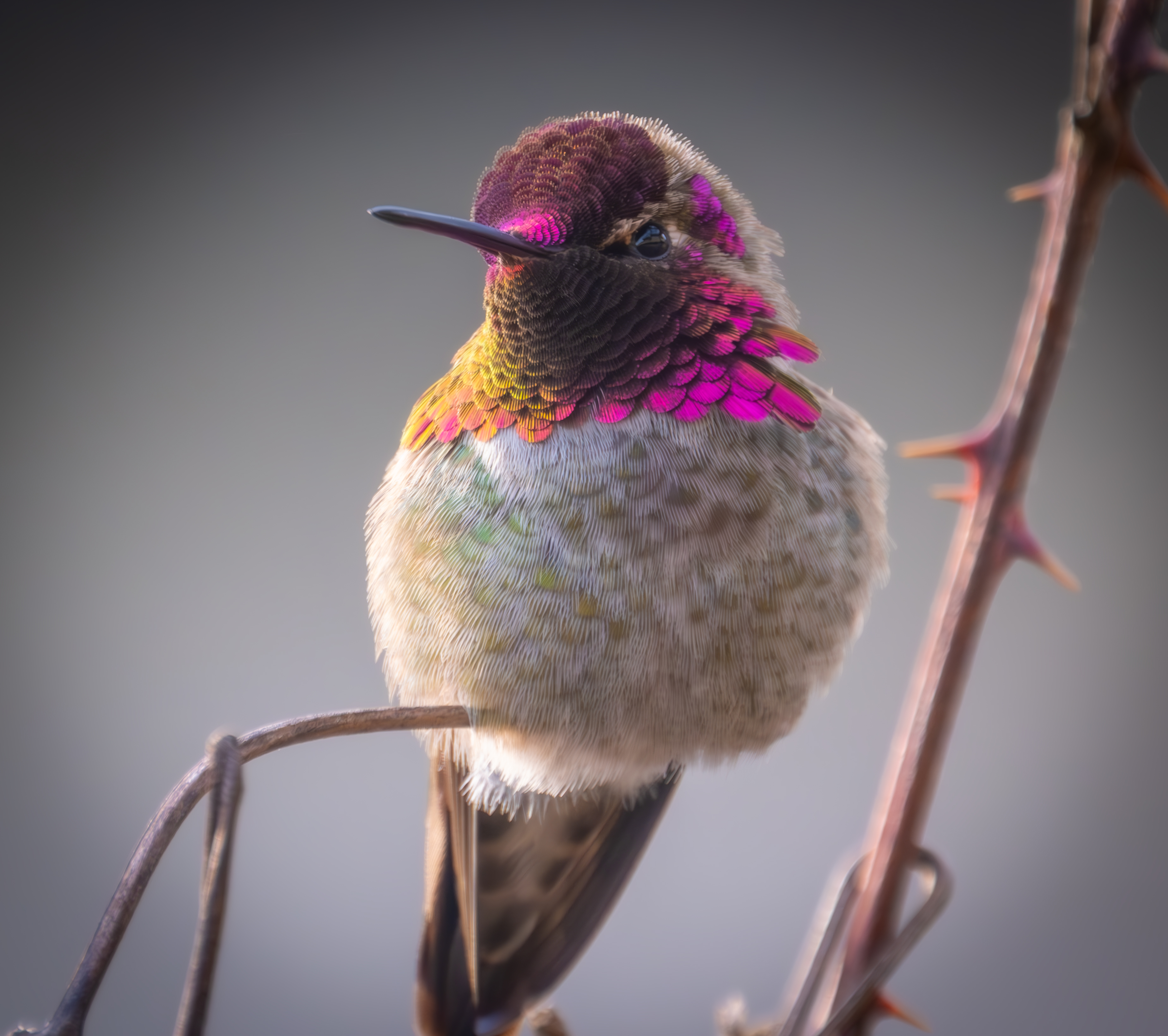 Anna's Hummingbirds