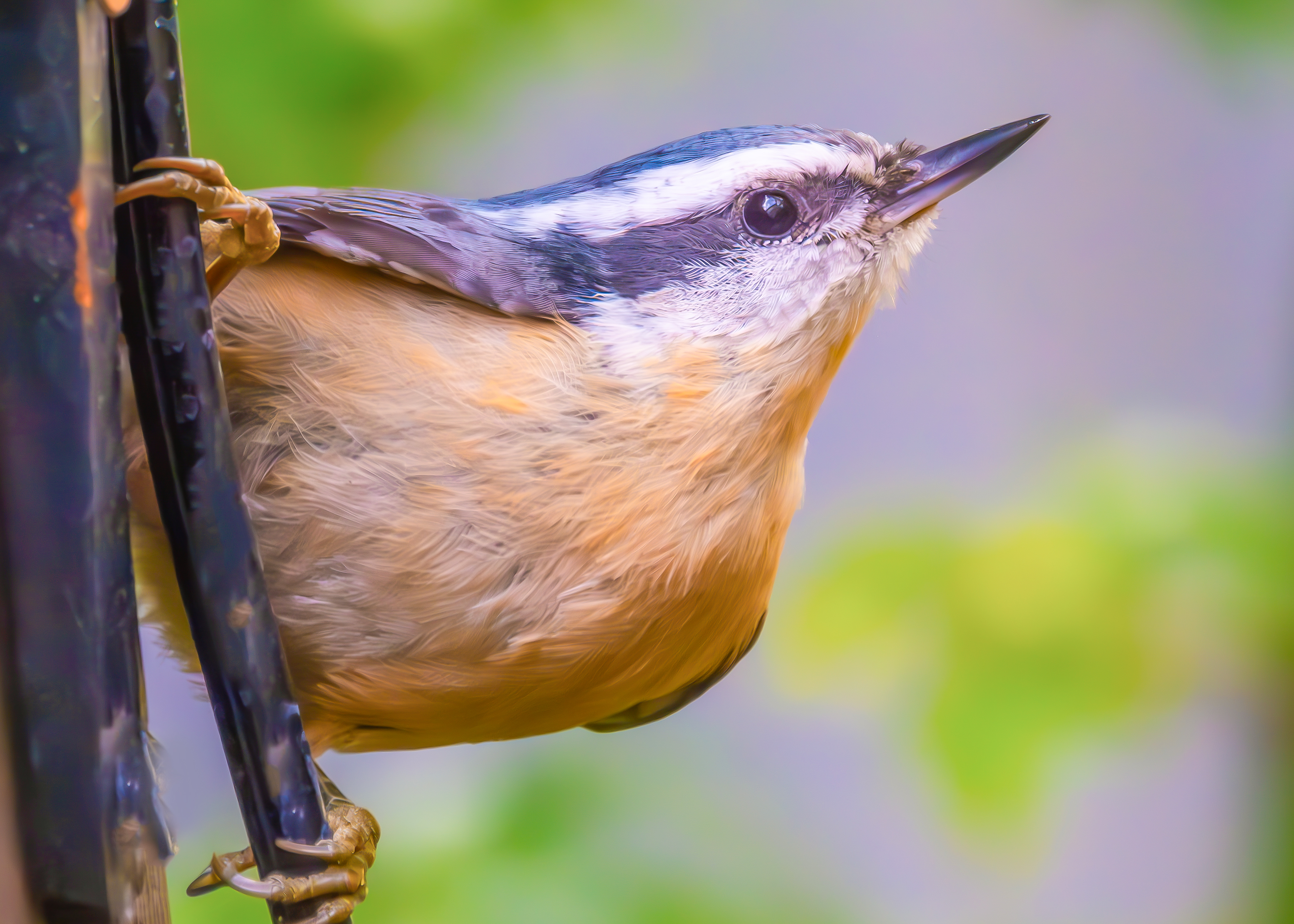 Red-Breasted Nuthatches